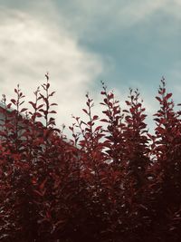 Close-up of plants growing on field against sky