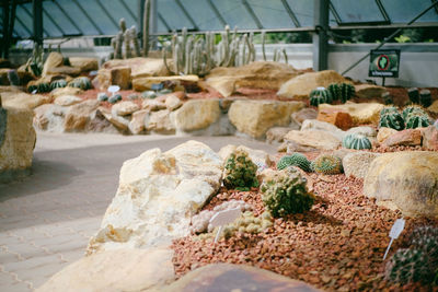 Plants growing at greenhouse