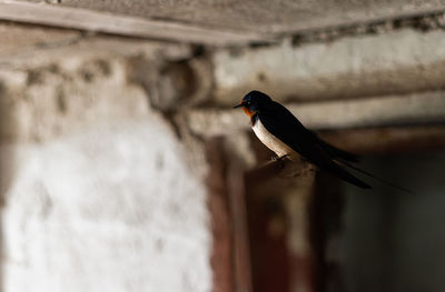 Swallow bird building nest