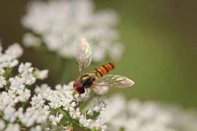 Close-up of insect on flower