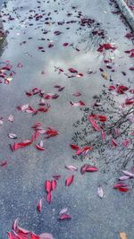 High angle view of autumn leaves on street