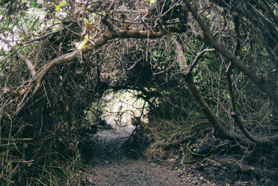 Close-up of tree roots on field