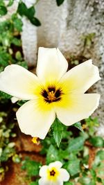 Close-up of insect on yellow flower