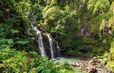 Scenic view of waterfall in forest
