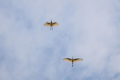 Low angle view of bird flying in sky