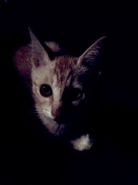 Close-up portrait of cat