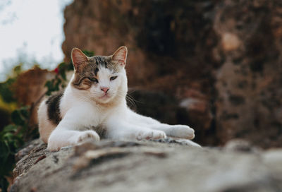 Close-up of cat