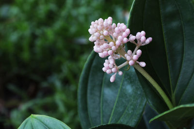 Close-up of pink flowering plant