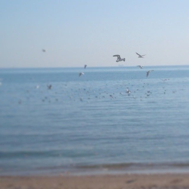 bird, sea, animal themes, animals in the wild, water, wildlife, beach, flying, horizon over water, clear sky, seagull, shore, sand, nature, beauty in nature, scenics, tranquil scene, tranquility, flock of birds