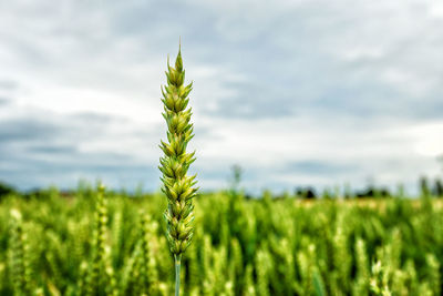 Plant growing on field against sky