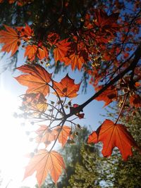 Low angle view of maple leaves against sky