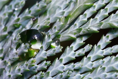 Full frame shot of blueberries