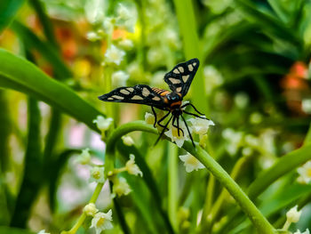 Close-up of butterfly pollinating on flower