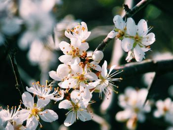Close-up of white apple blossoms in spring
