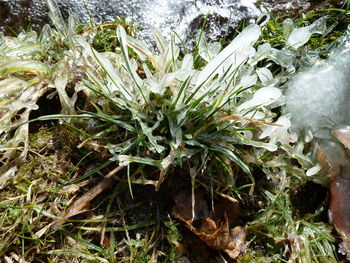 High angle view of frozen plants on field