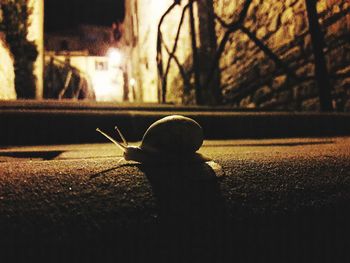 Close-up of a horse in the road