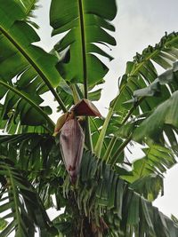 Low angle view of butterfly on leaves
