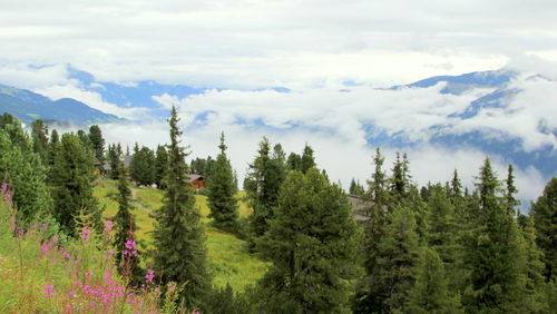 Panoramic view of trees in forest against sky