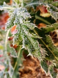 Close-up of plant