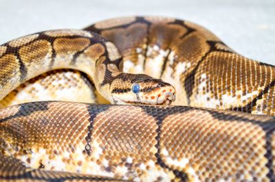 Close-up of snake