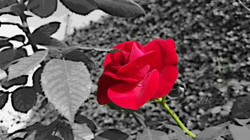 Close-up of red rose