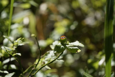 Close-up of ladybug on leaf