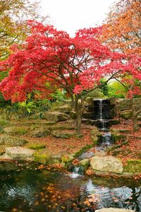 Autumn tree by river against sky