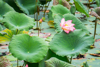 Close-up of pink lotus water lily amidst leaves