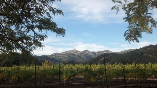 Scenic view of landscape and mountains against sky