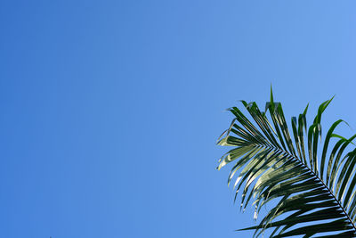 Close-up of palm tree against clear blue sky