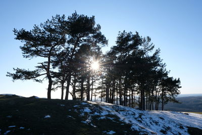 Trees on snowcapped mountain against sky