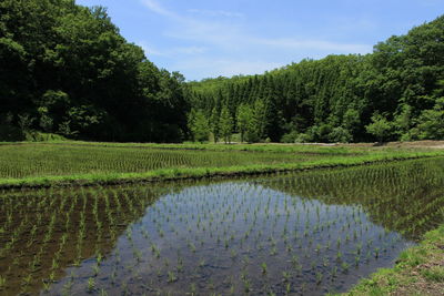 Rice field against forest