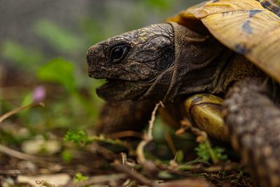 Close-up of a turtle in a field