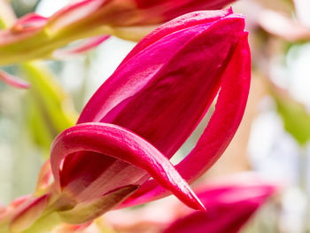 Close-up of pink flower