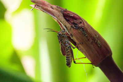 Southern lubber grasshopper, romalea guttata, formerly houttuyn, is known to be toxic and uneatable 