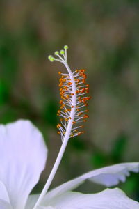 Close-up of flowering plant