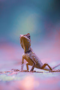 Close-up of lizard