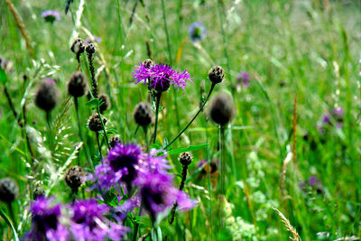 Close-up of purple flowering plants on field