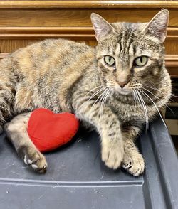 Close-up portrait of a cat
