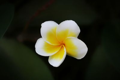 Close-up of white frangipani flower