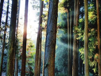 Sunlight streaming through trees in forest