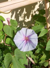 Close-up of purple flowering plant