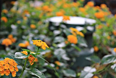 Close-up of butterfly on yellow flowering plant