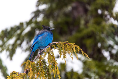 Low angle view of bird perching on branch