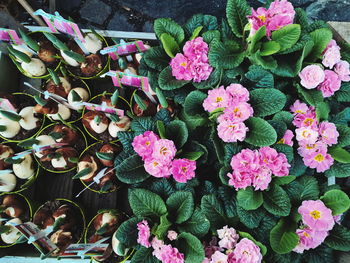 Close-up of pink flowers