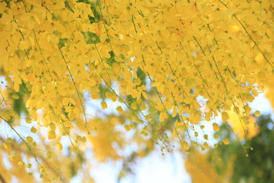 Close-up of yellow flowering plant