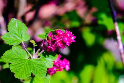 Close-up of pink flowering plant