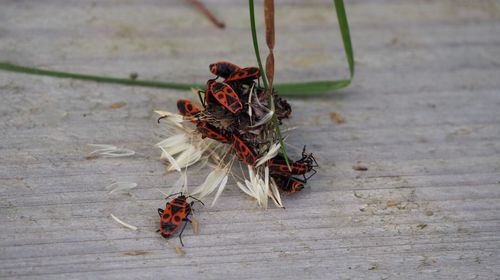 Close-up of insects