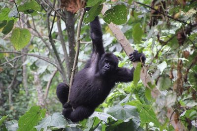 Gorilla swinging on tree at forest