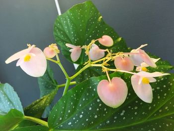 Close-up of flowers